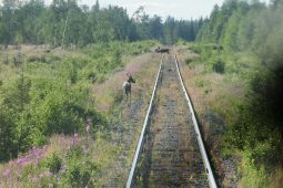 Railtripping to the Arctic Circle