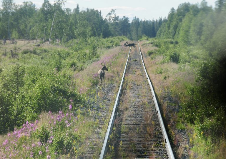 Wildlife on the tracks, Inlandsbanan, Sweden