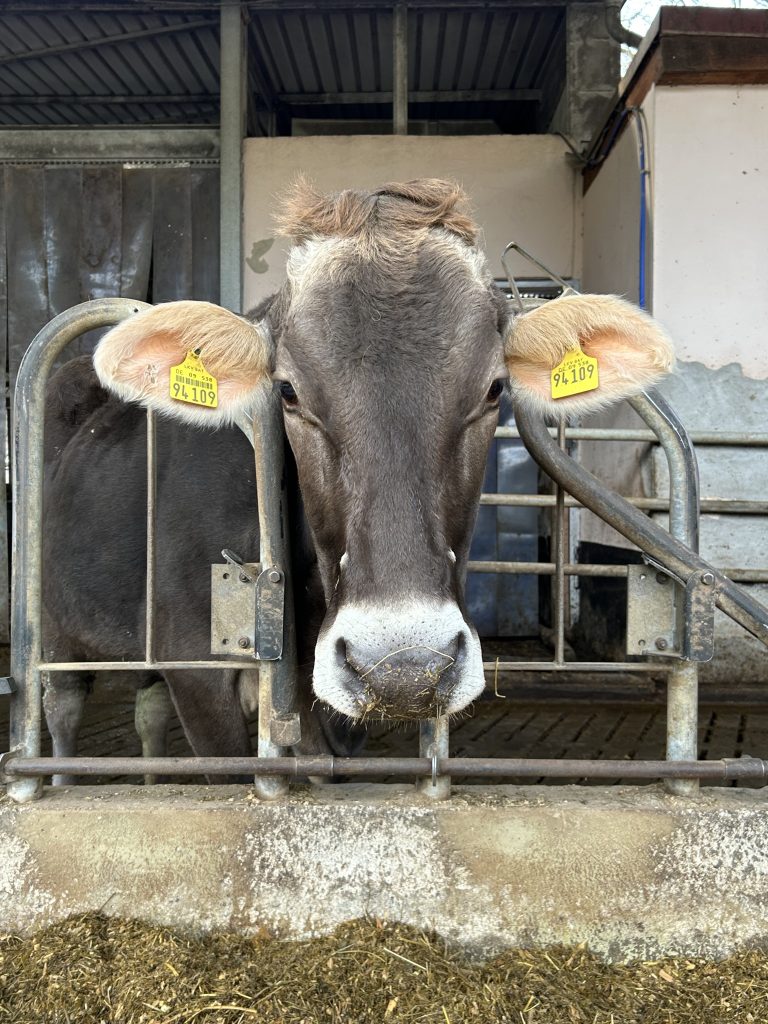 Lillachquelle-Bauernhof-Kuh koe